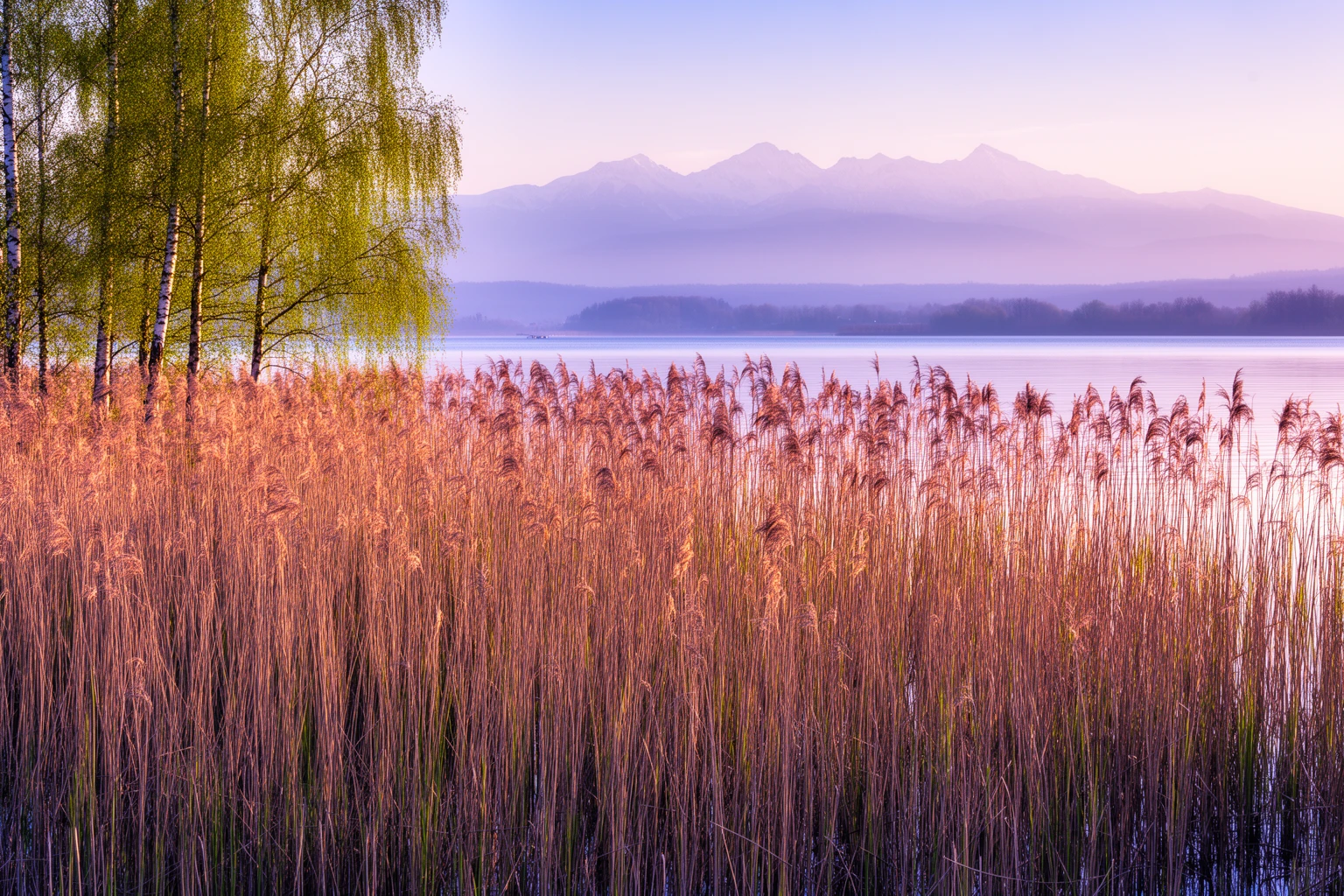 Dichtes Schilf im Abendlicht am Ufer eines Voralpensees, dahinter das Wasser und eine Bergkette am Horizont